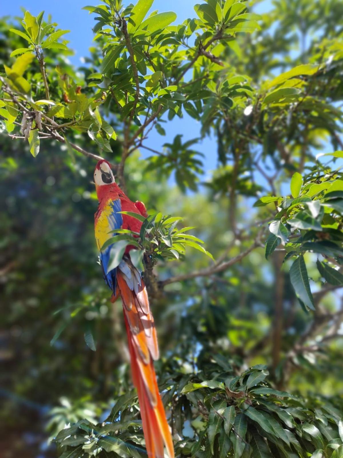 Villa Mangos *